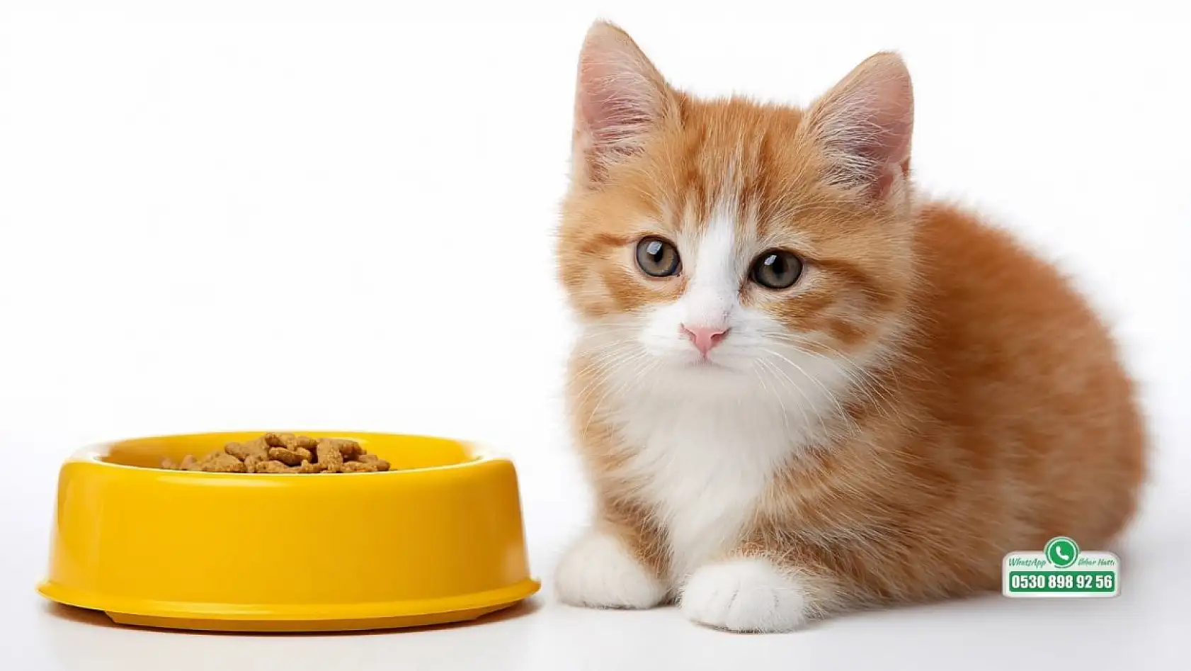 Fethiye'de sokak hayvanlarına beslenme uyarısı! Veterinerden ev yemeği ve balık uyarısı