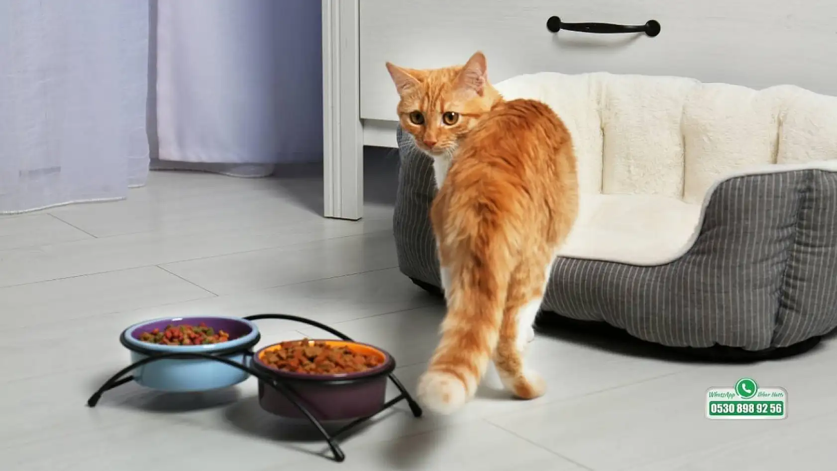 Fethiye'de sokak hayvanlarına beslenme uyarısı! Veterinerden ev yemeği ve balık uyarısı