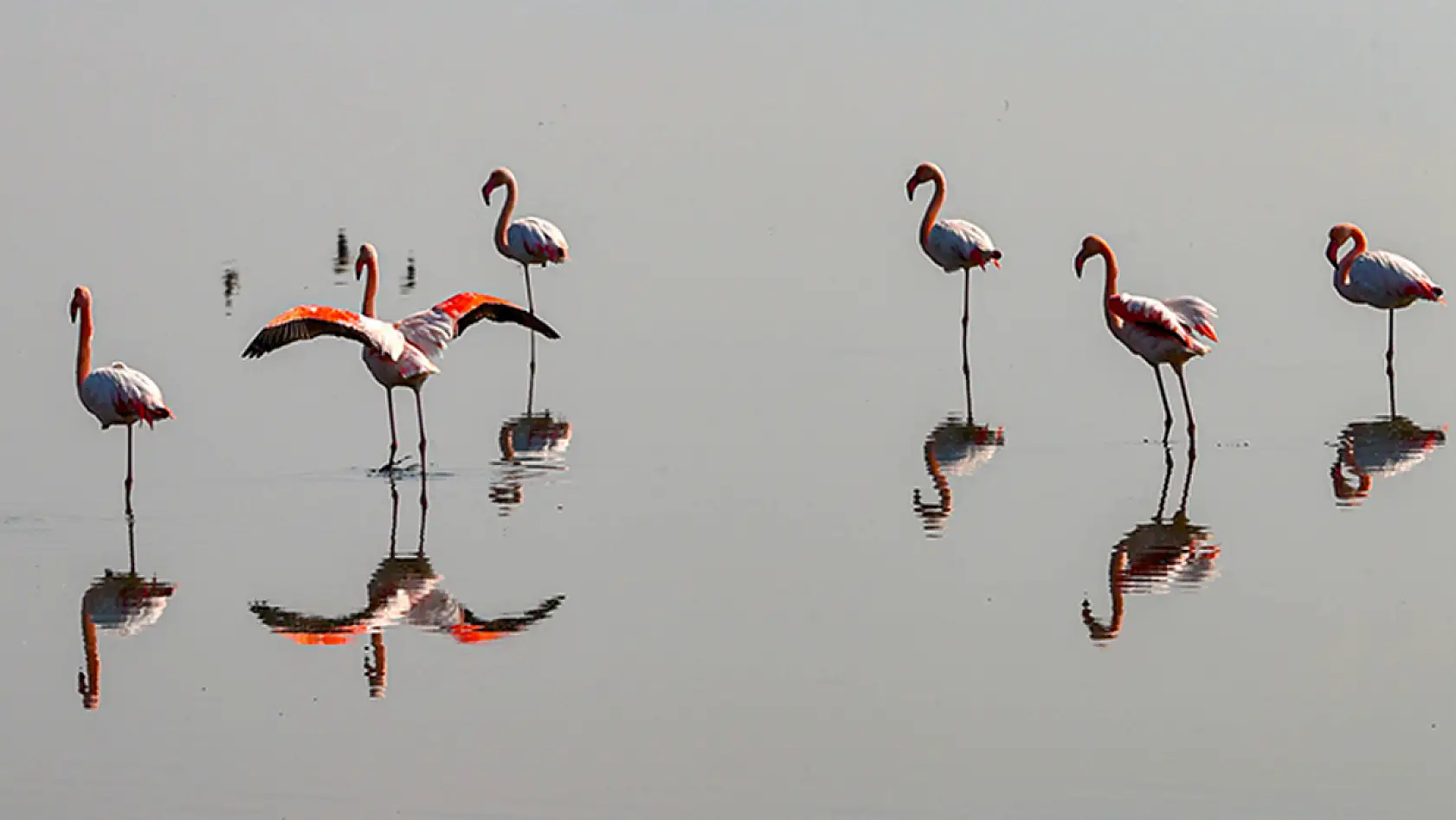 Ege'de sulak alanlardaki su kuşlarının sayısı arttı