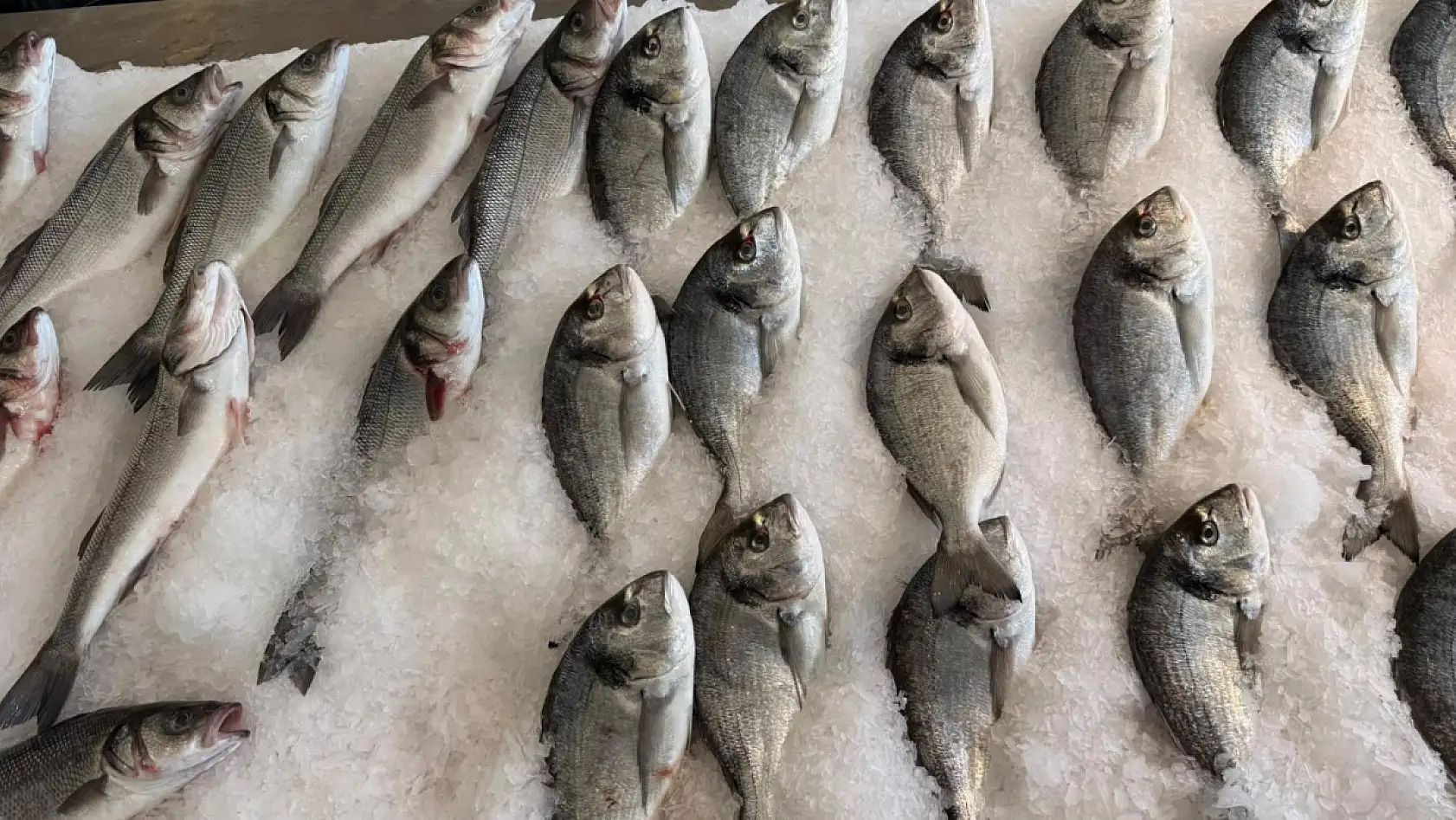 Fethiye'de güncel balık fiyatları