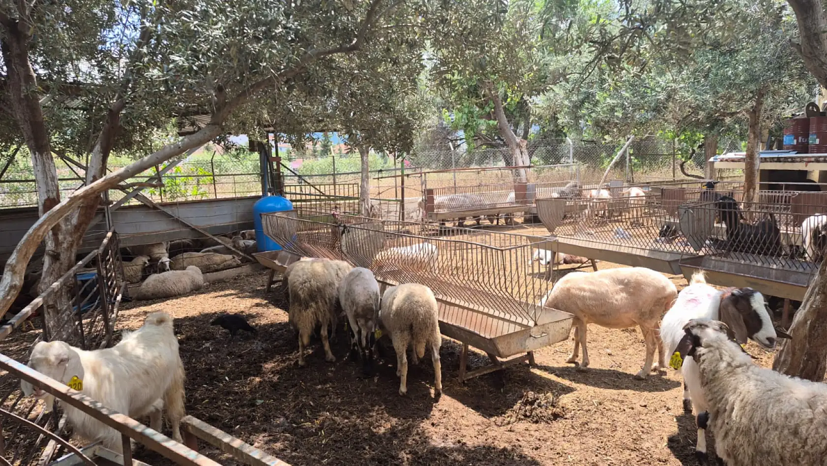 Fethiye'de kurbanlık satışları hız kazandı