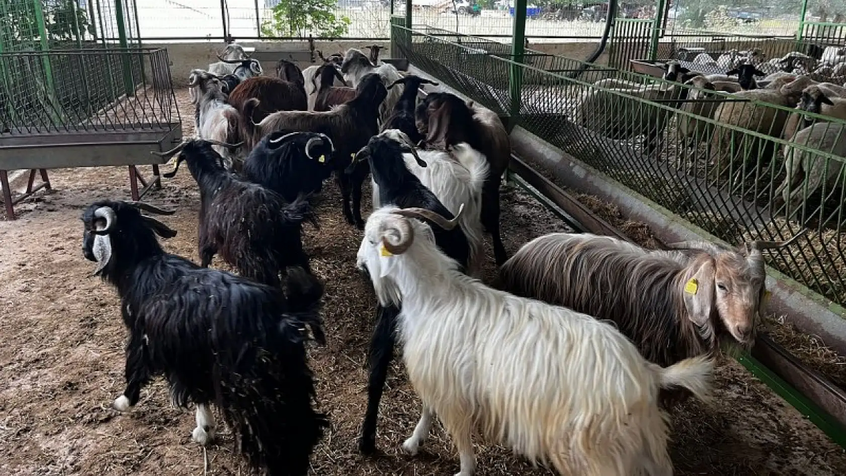 Fethiye'de kurbanlık satışları başladı En ucuzu 10, en pahalısı ise 170 bin TL 