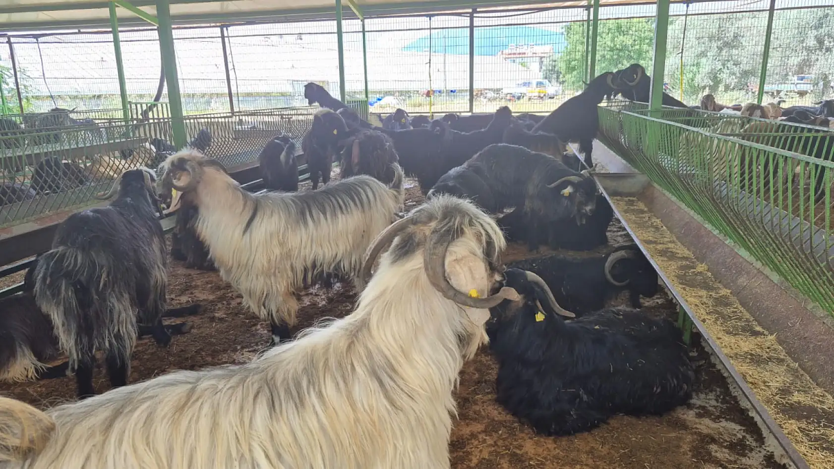 Fethiye'de kurbanlık satışları hız kazandı