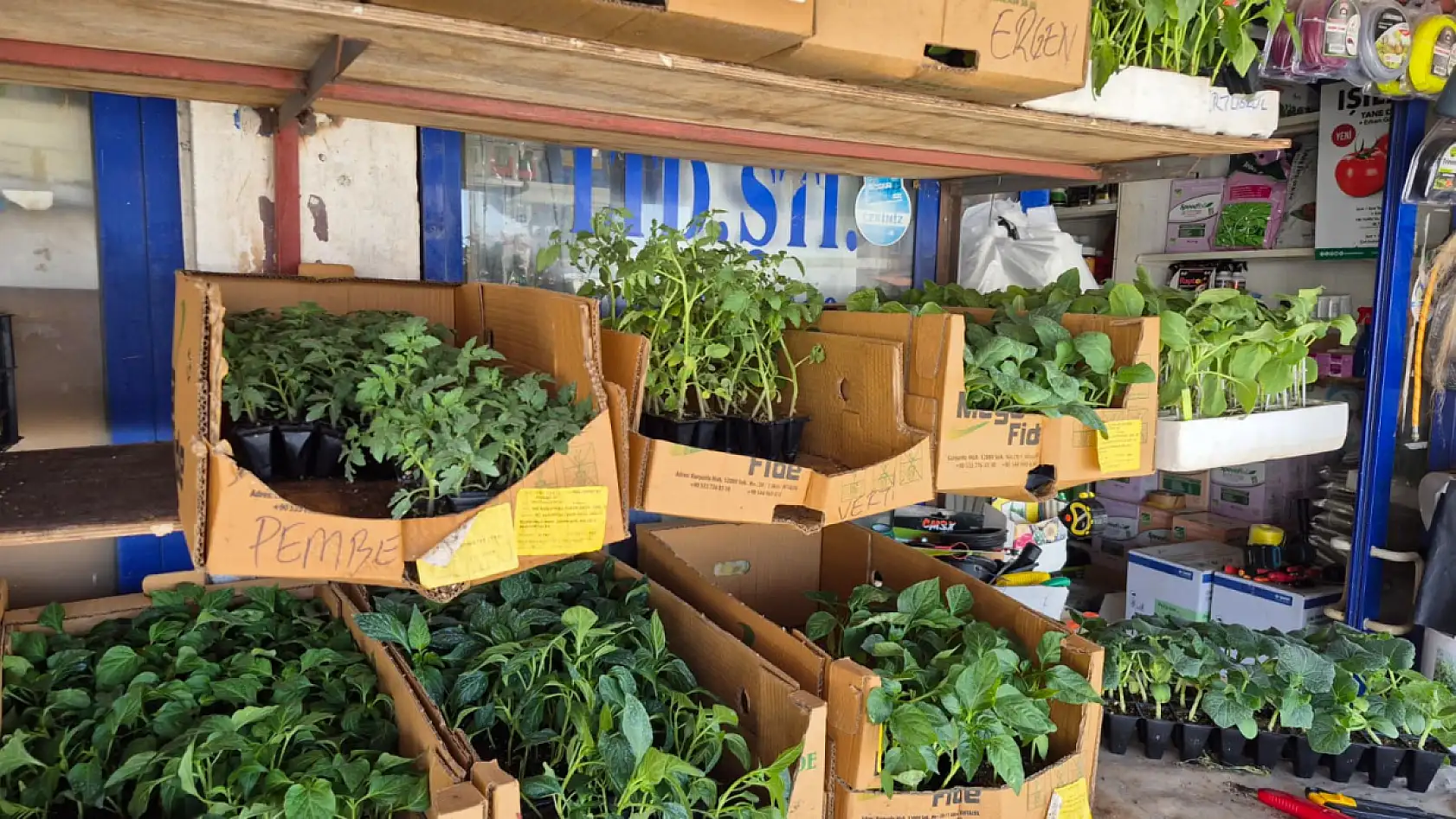 Fethiye'de hobi bahçelerinde sebze yetiştirmenin püf noktaları