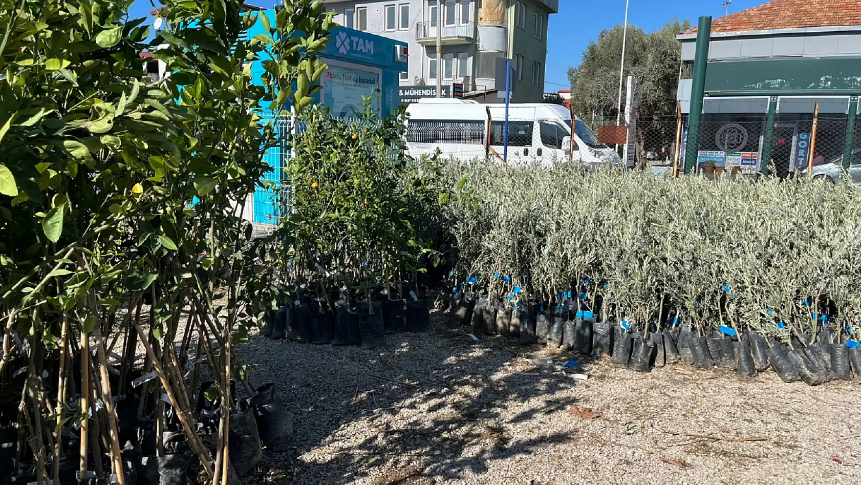 Fethiye Ziraat Odası'ndan Çiftçilere Fidan Desteği