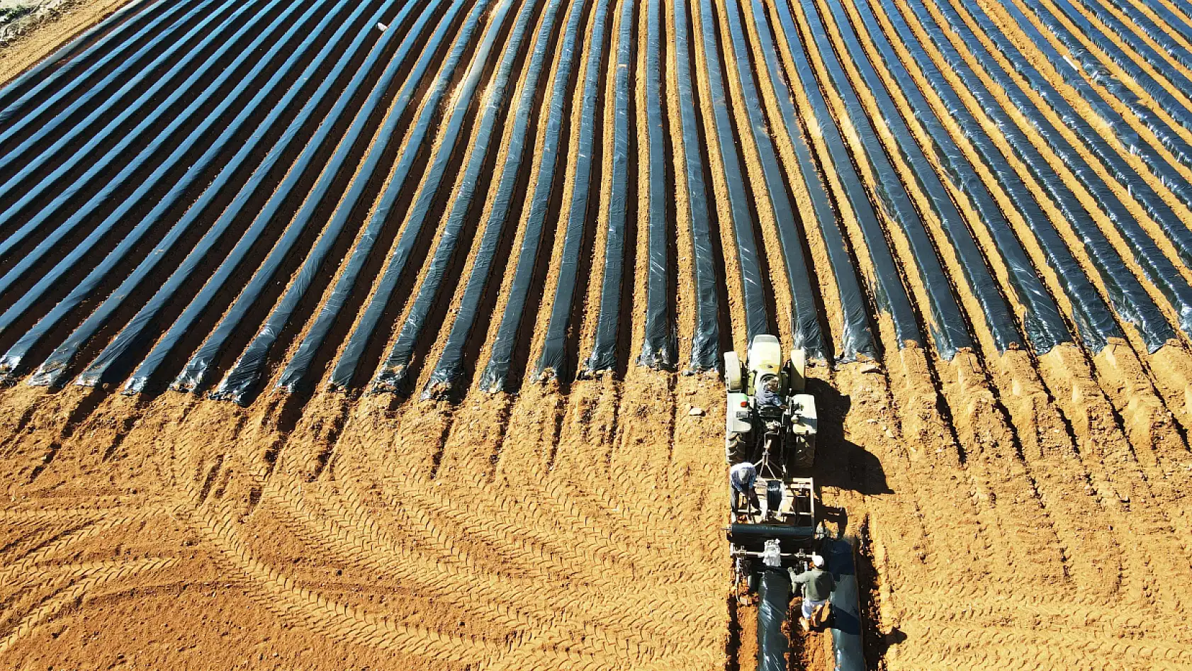 Muğla'nın küçük parçalı arazileri 12 ay çilek üretimiyle ekonomiye kazandırıldı