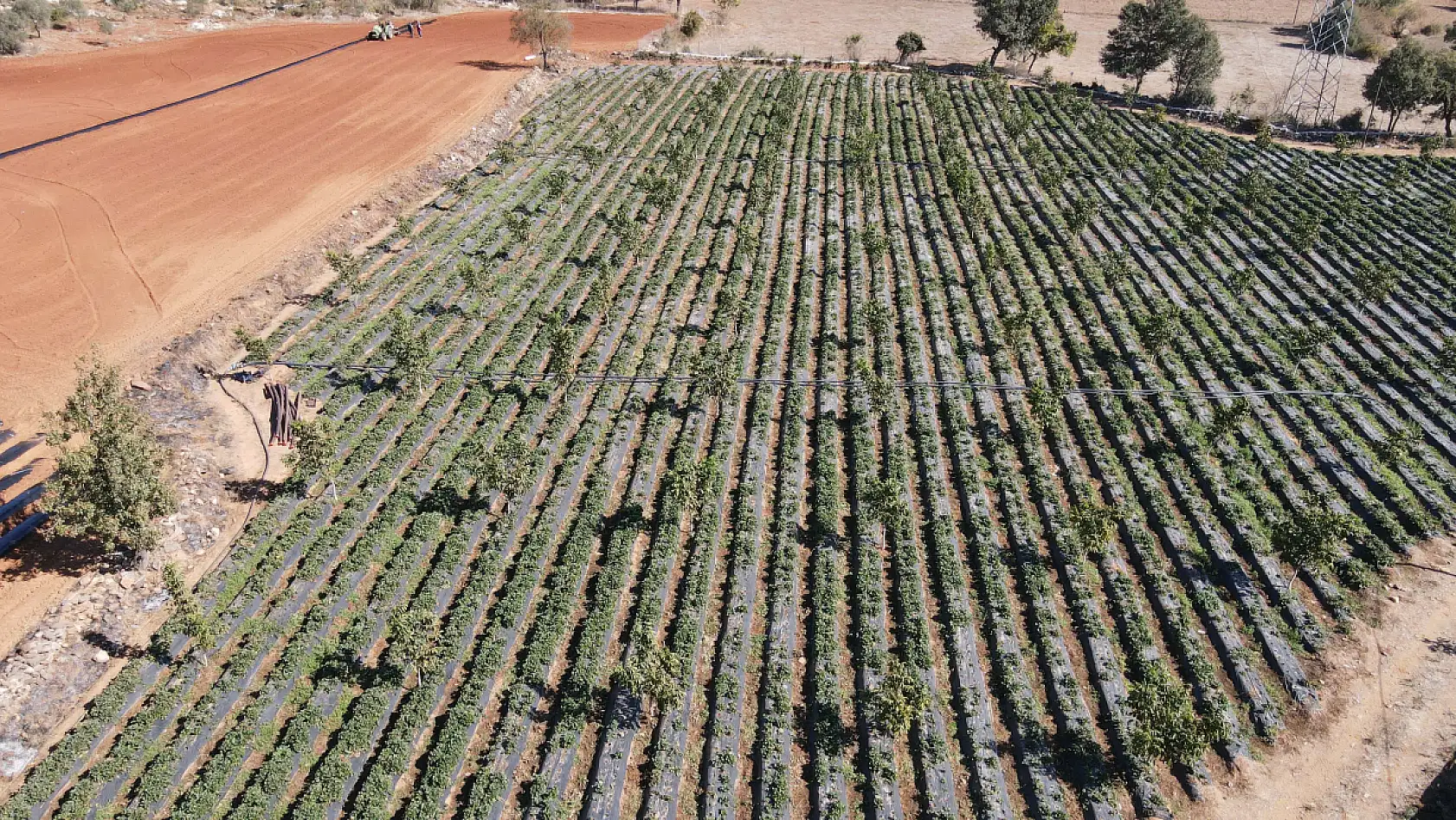 Muğla'nın küçük parçalı arazileri 12 ay çilek üretimiyle ekonomiye kazandırıldı