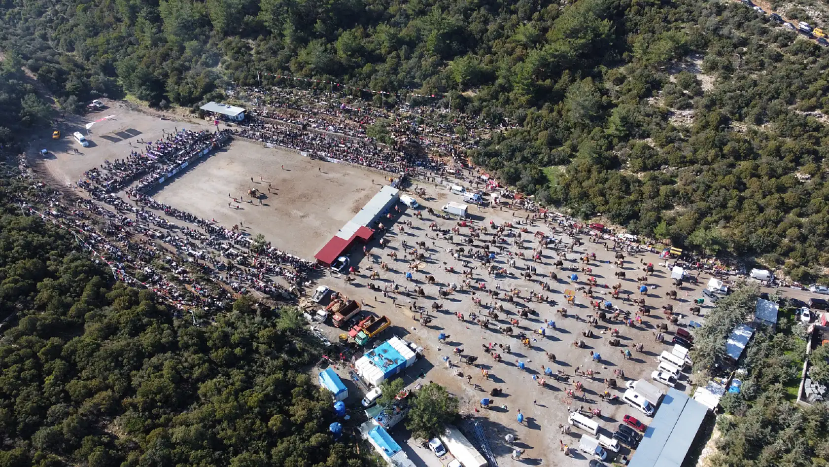 Bodrum'da 'Geleneksel Deve Güreşi Festivali' yapıldı