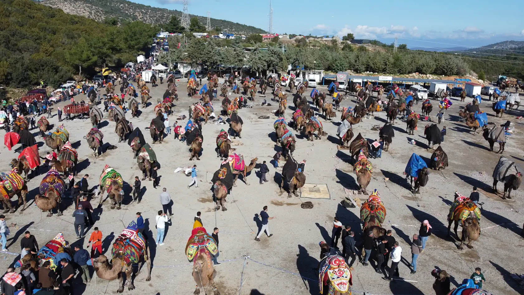 Bodrum'da 'Geleneksel Deve Güreşi Festivali' yapıldı