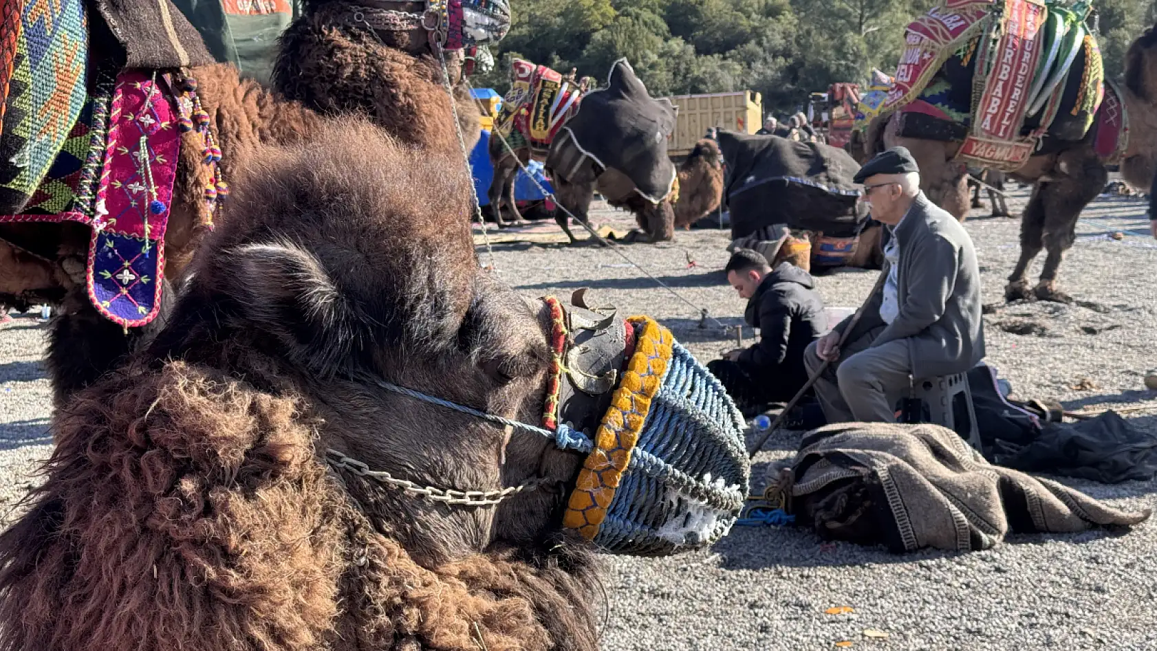 Bodrum'da 'Geleneksel Deve Güreşi Festivali' yapıldı