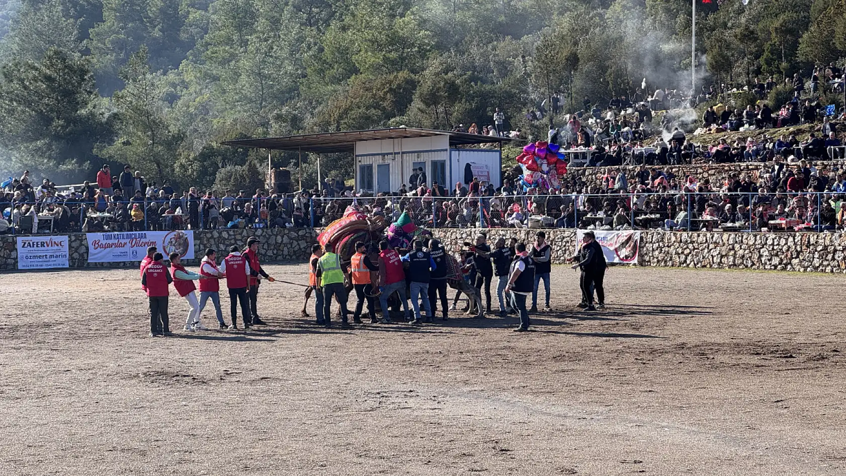 Bodrum'da 'Geleneksel Deve Güreşi Festivali' yapıldı