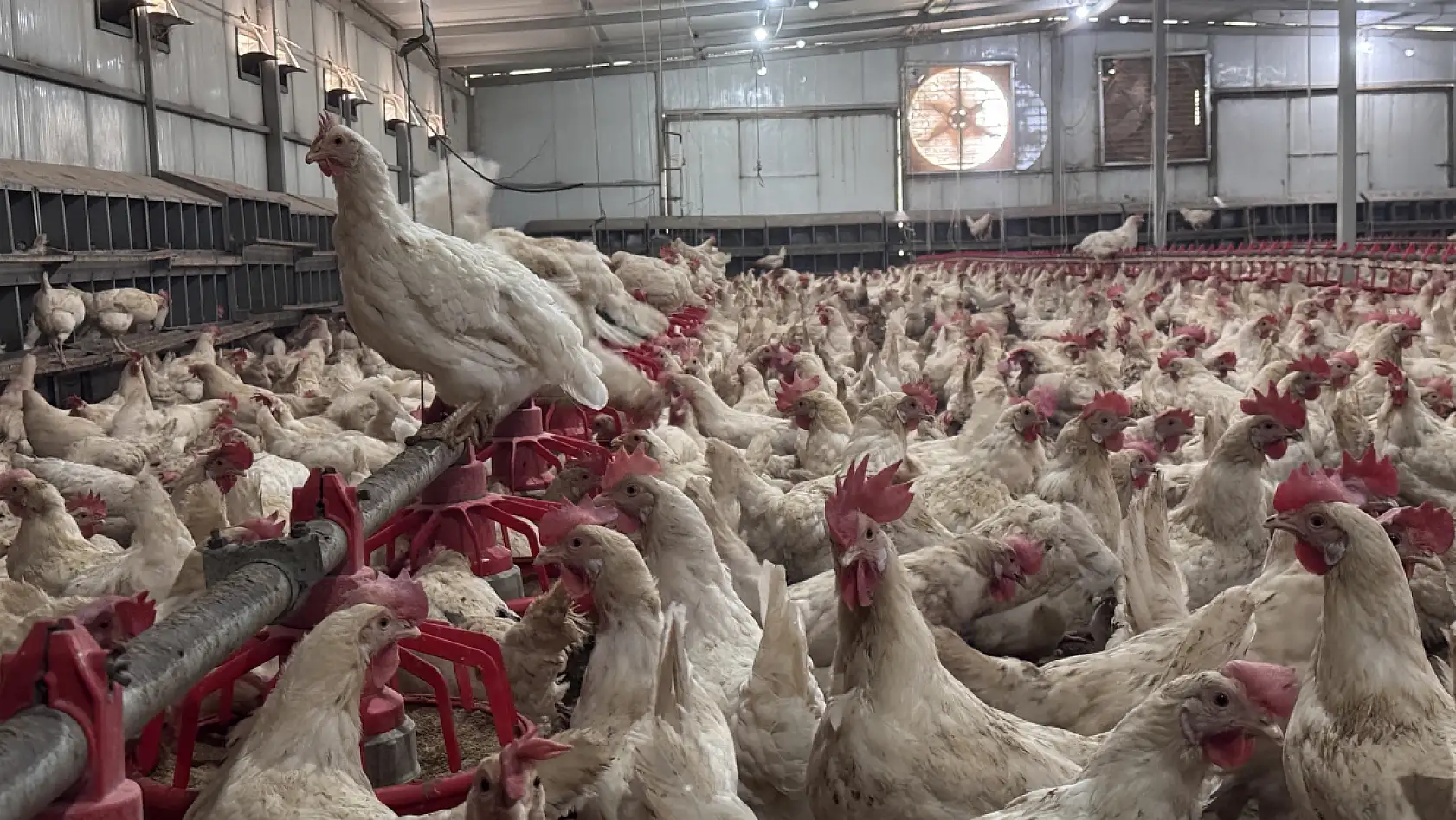 Devlet desteğiyle 18 yaşında kurduğu çiftliğini 14 bin tavuklu işletmeye dönüştürdü