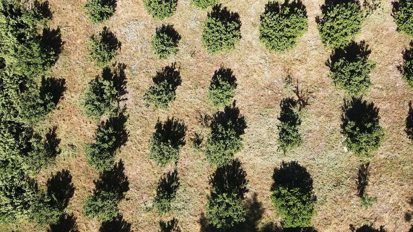 Muğla'da 10 yıl önce dikilen sakız ağaçlarında ilk hasat için çizim yapıldı