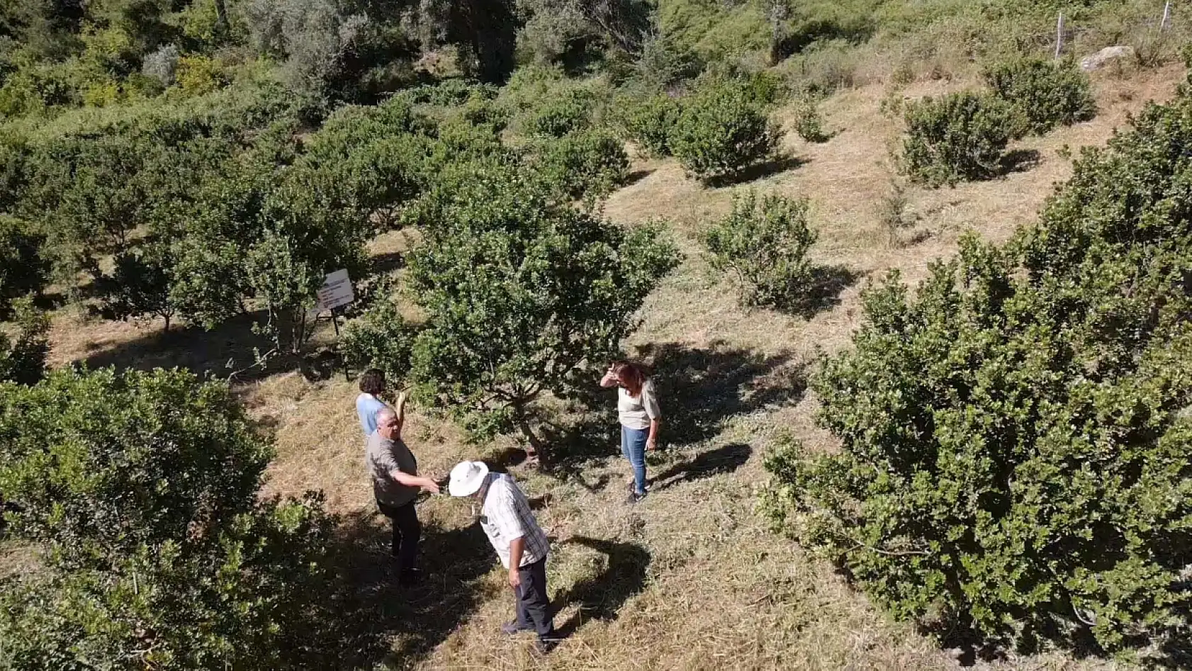 Muğla'da 10 yıl önce dikilen sakız ağaçlarında ilk hasat için çizim yapıldı