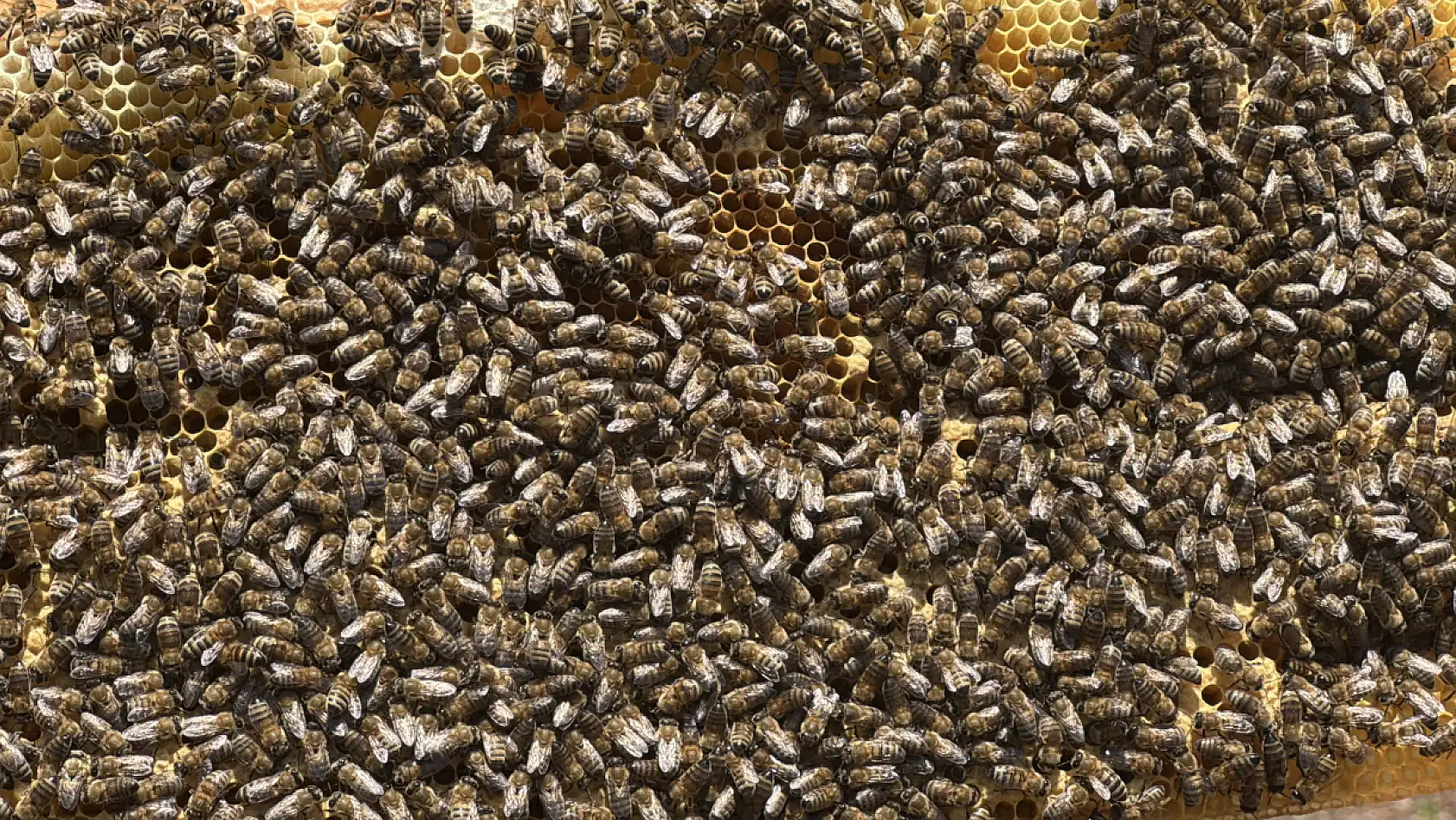 Muğlalı Arıcılar Kocatepe Yaylalarında Kaliteli Çiçek Balı Üretimine Hazırlanıyor