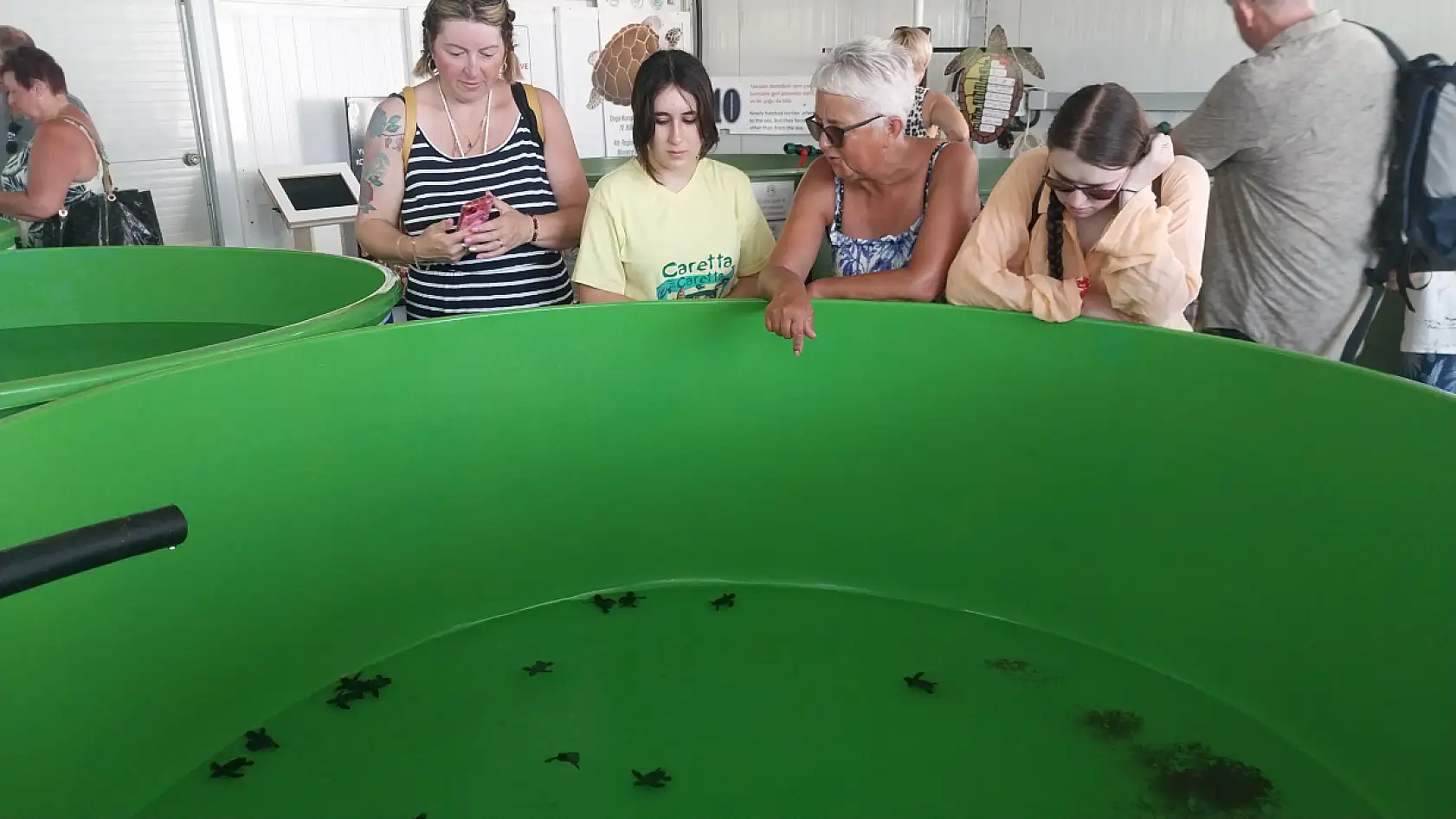 Muğla'daki İztuzu Sahili'nde 350 caretta caretta yavrusu denizle buluştu