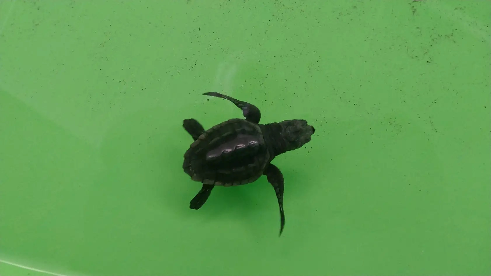 Muğla'daki İztuzu Sahili'nde 350 caretta caretta yavrusu denizle buluştu