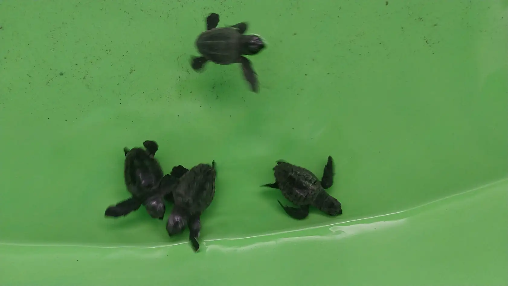 Muğla'daki İztuzu Sahili'nde 350 caretta caretta yavrusu denizle buluştu