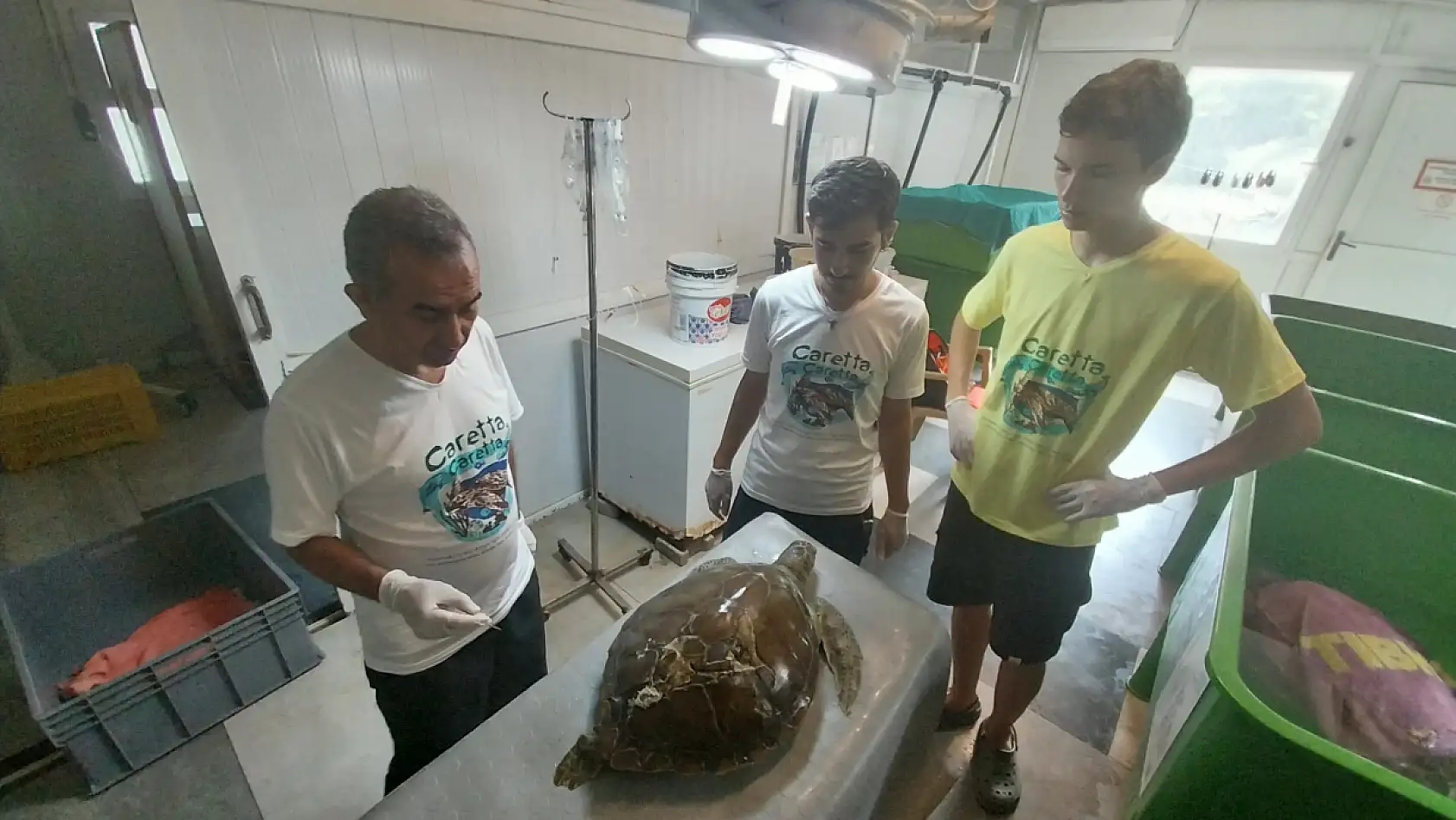 Muğla'da deniz kaplumbağasının kırılan kabuğuna diş dolgusu uygulandı