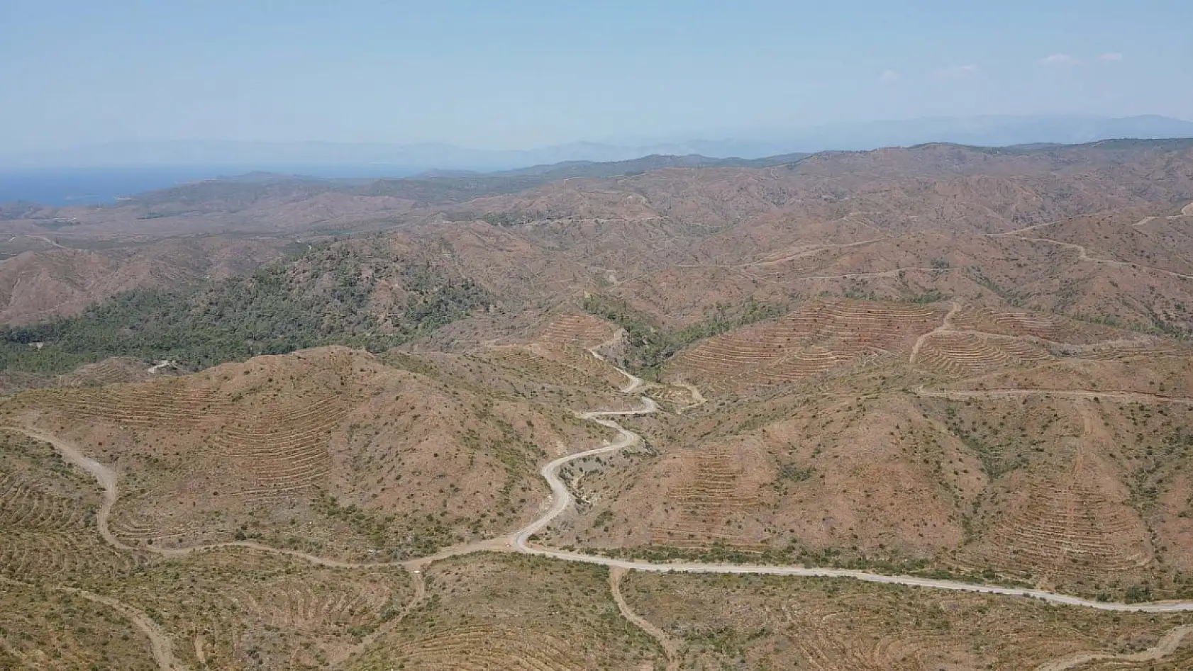 Marmaris'te yanan ormanlık alanlar yeniden yeşeriyor