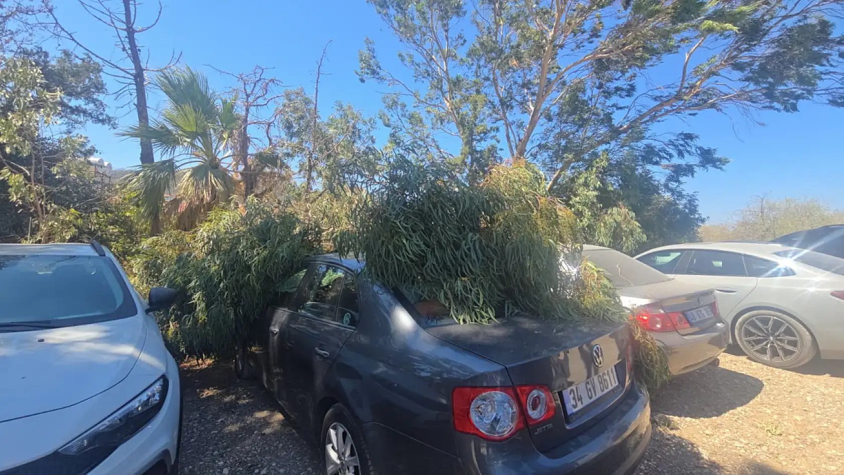 Datça'da devrilen ağaç dalları 2 araca zarar verdi