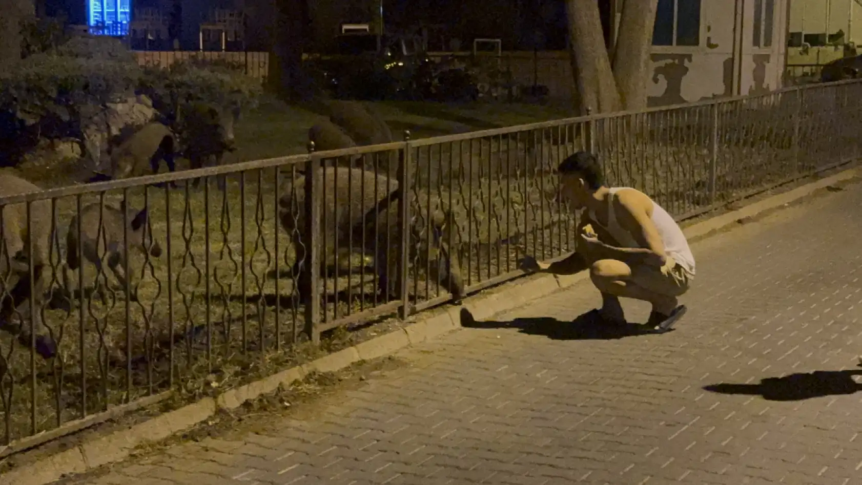 Marmaris'te yaban domuzları ilçe merkezinde görüntülendi