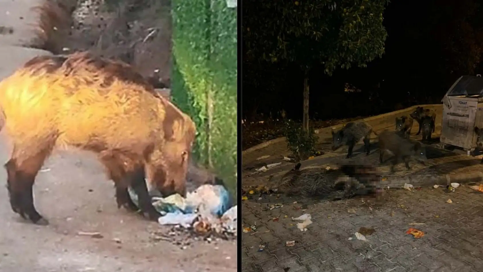 Marmaris'i domuzlar istila etti