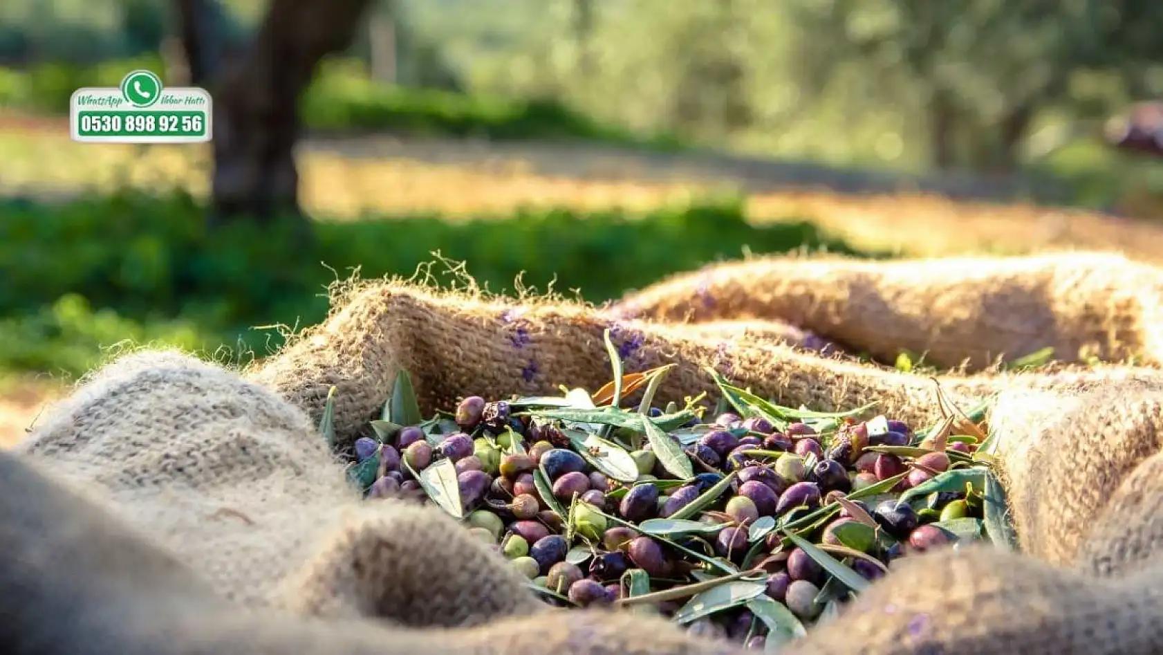 Uzmandan Tüketicilere Zeytin Uyarısı: Bombajlı Ürünlerden Uzak Durun