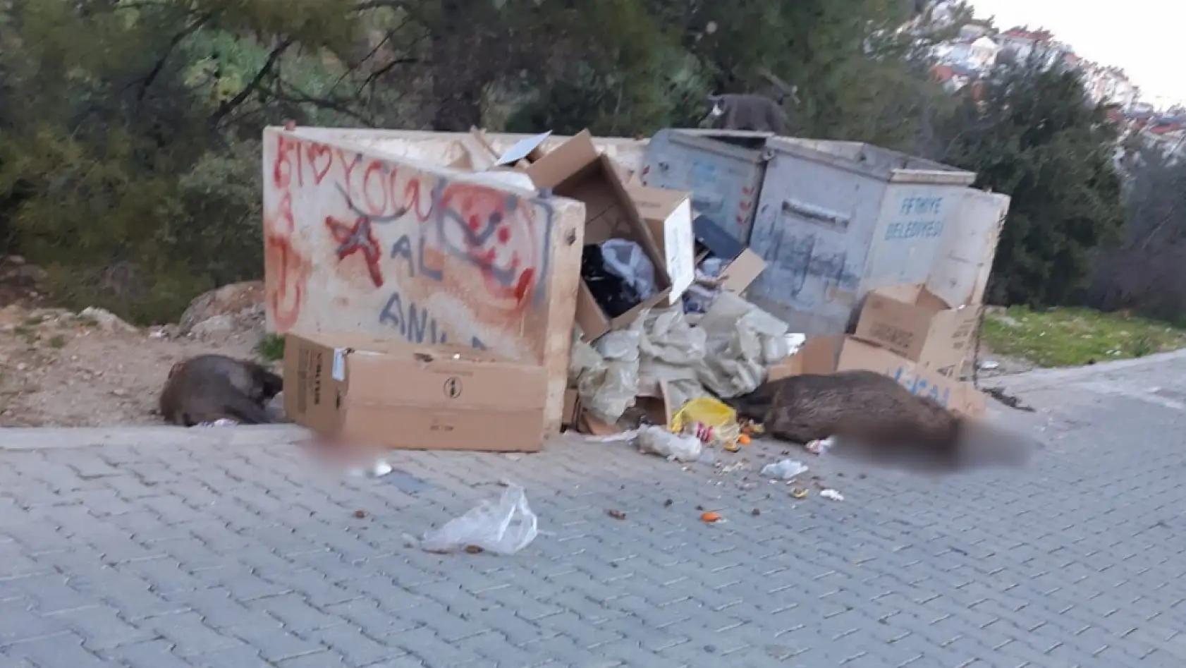 Fethiye, Taşyaka'da domuzlar vahşice katledildi