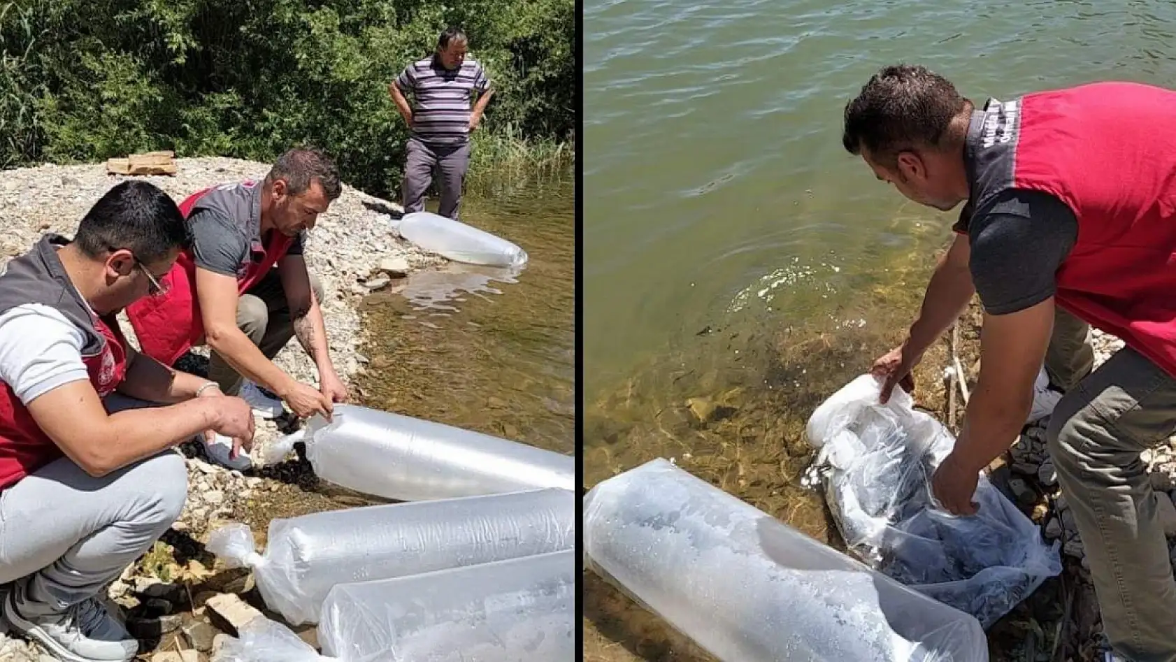 Kozağaç Baraj Gölü'ne 40 bin sazan yavrusu bırakıldı