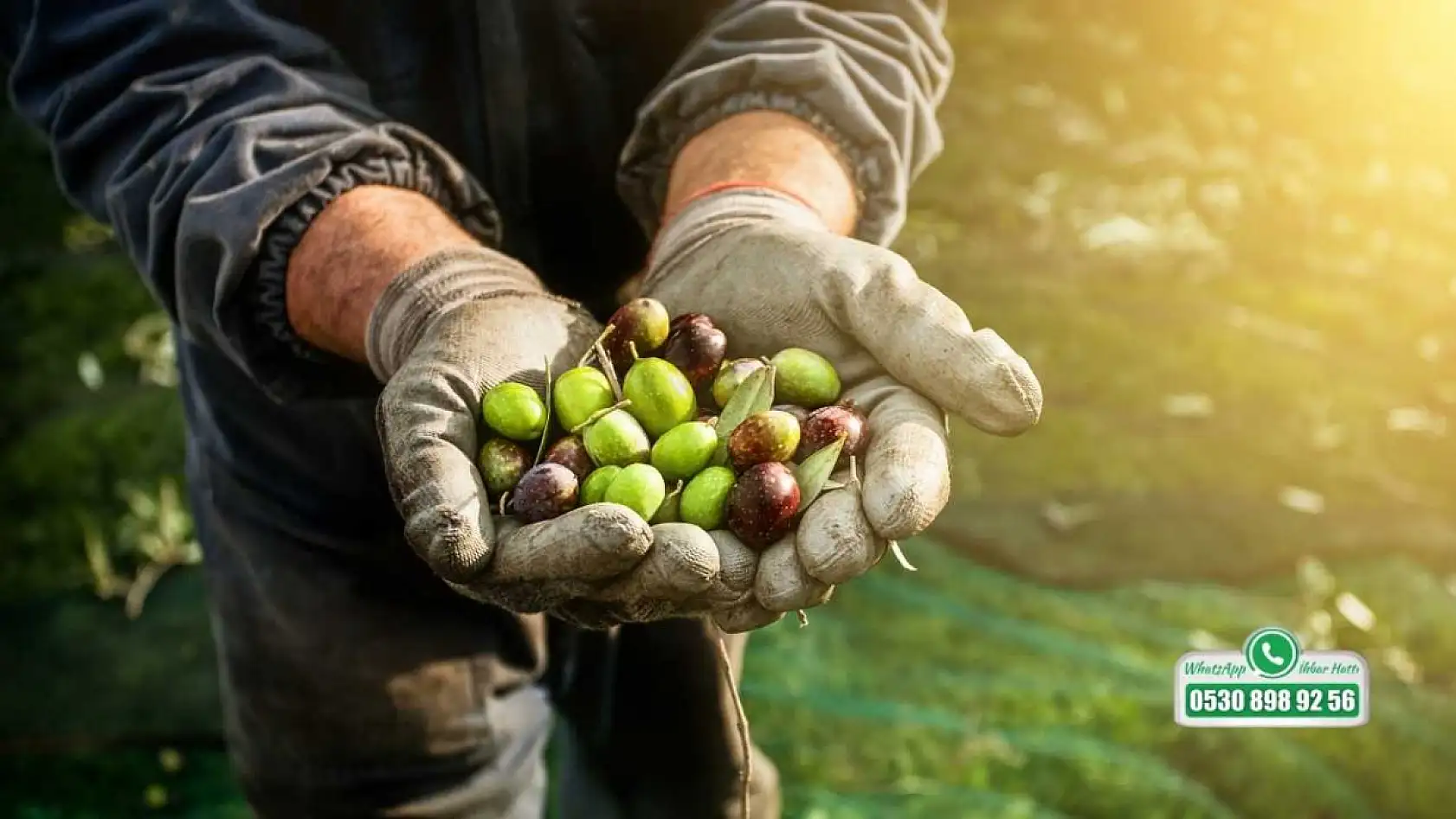 Ziraat Teknikeri Tuğrul'dan, Fethiyeli zeytin üreticilerine önemli uyarılar