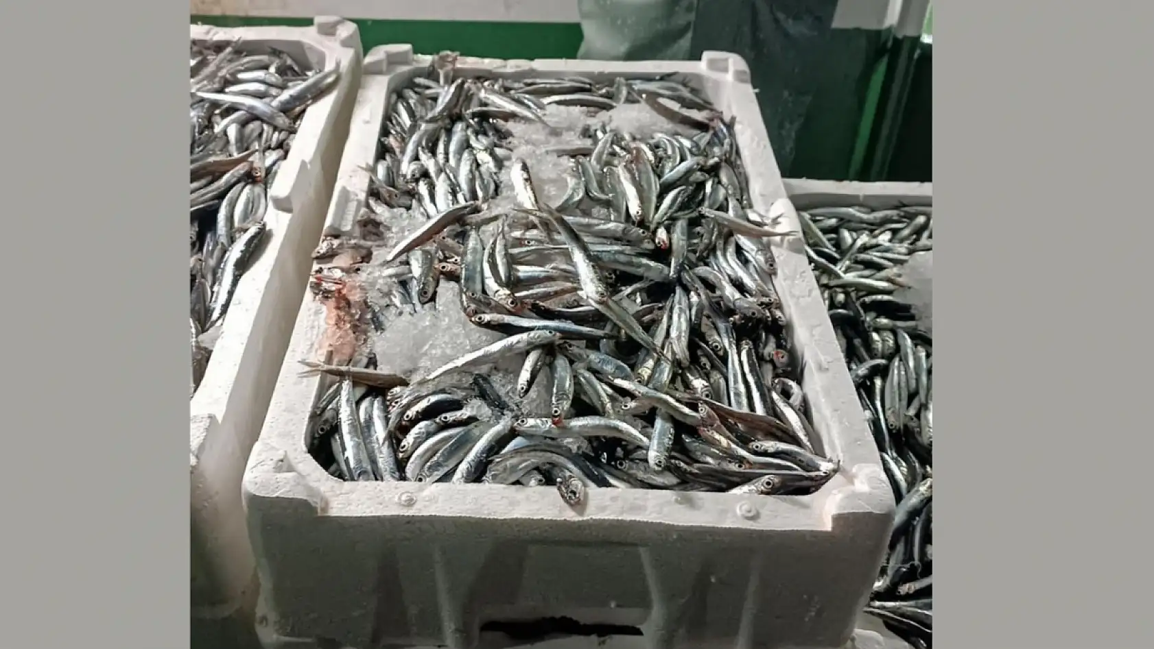 Reis 48 Kontrol Gemisi hamsi denetiminde