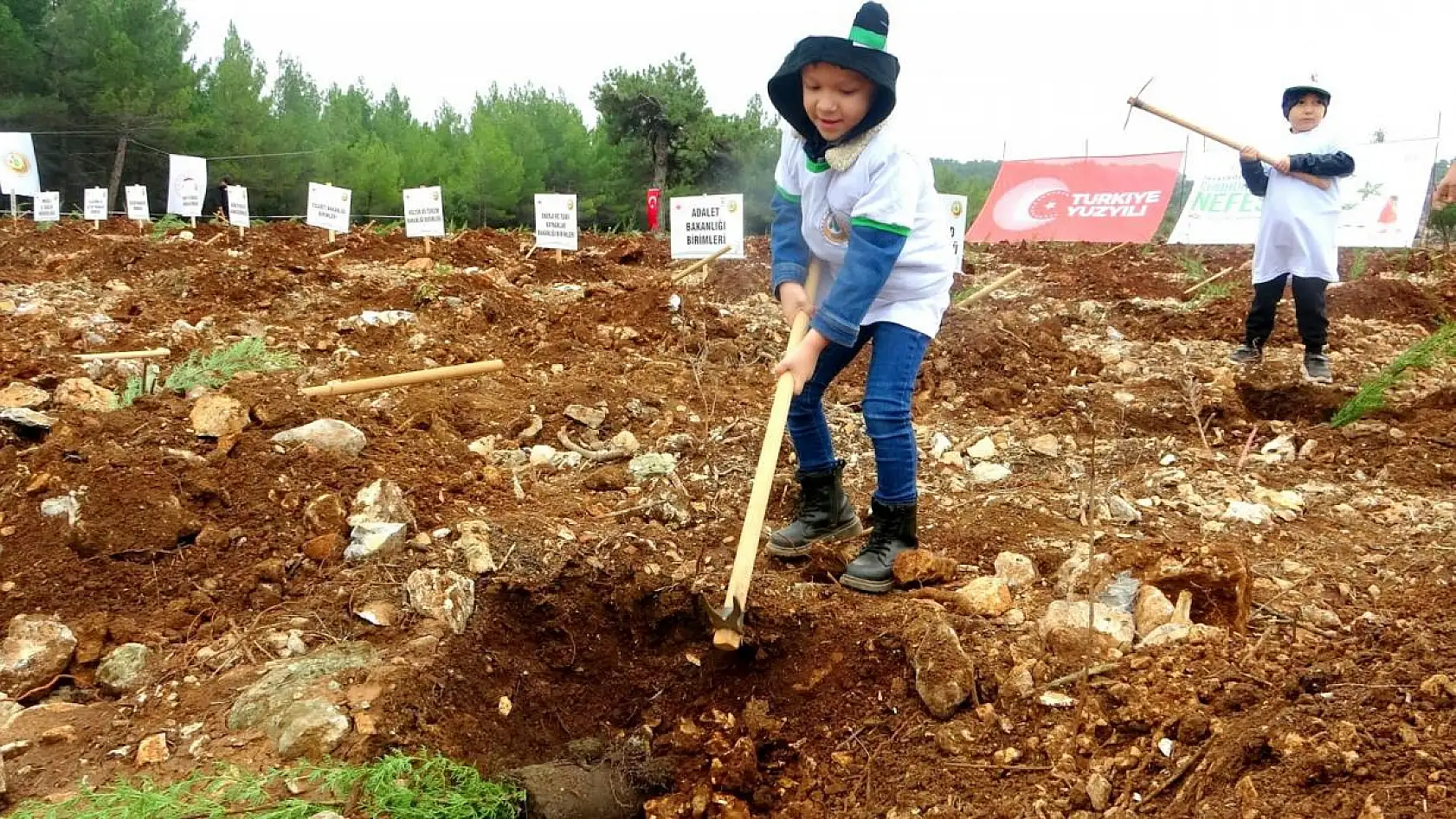 62 bin 236 fidan dikildi