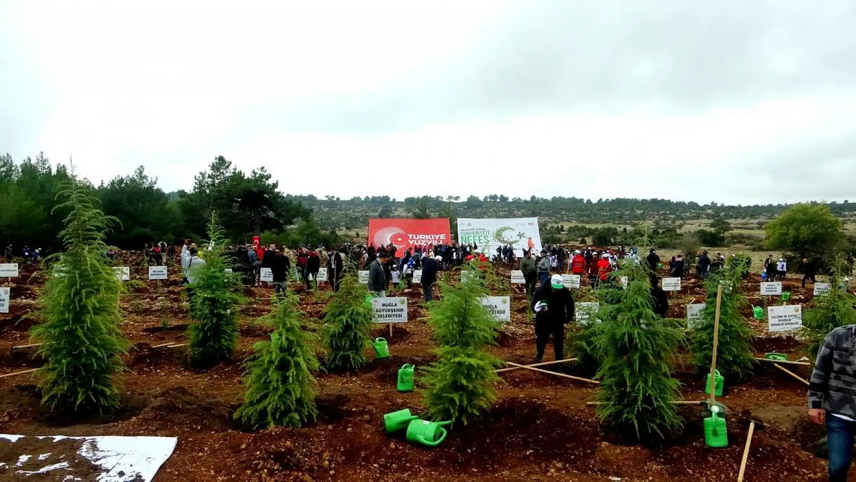 62 bin 236 fidan dikildi