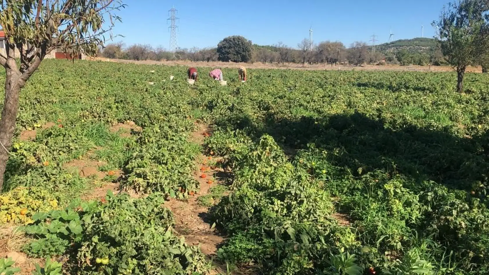 Üretici İlhan: 'Düşen fiyatlar masrafımızı anca karşılıyor'
