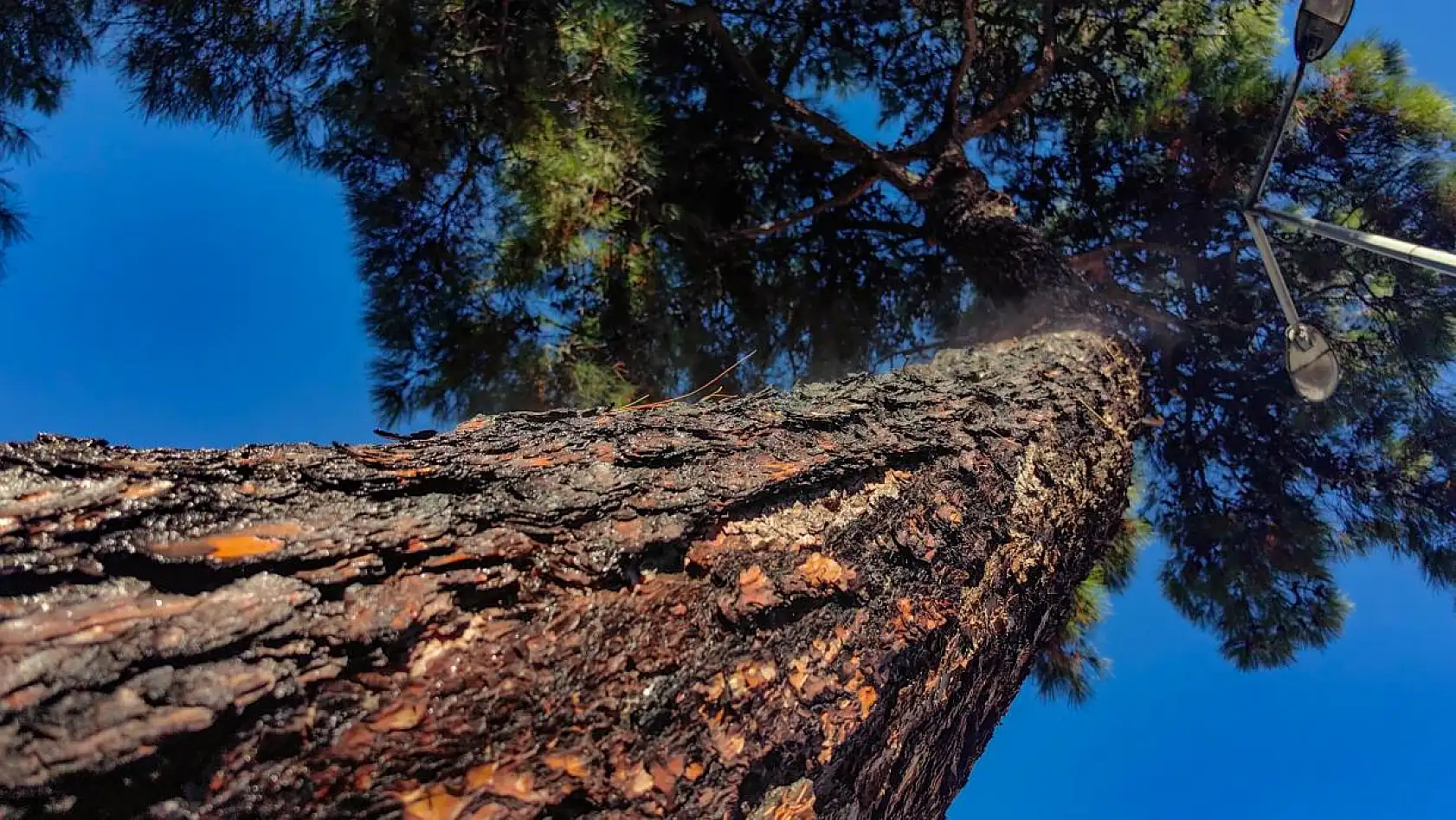 Yağmur yağdı, ağaçtan buhar çıktı