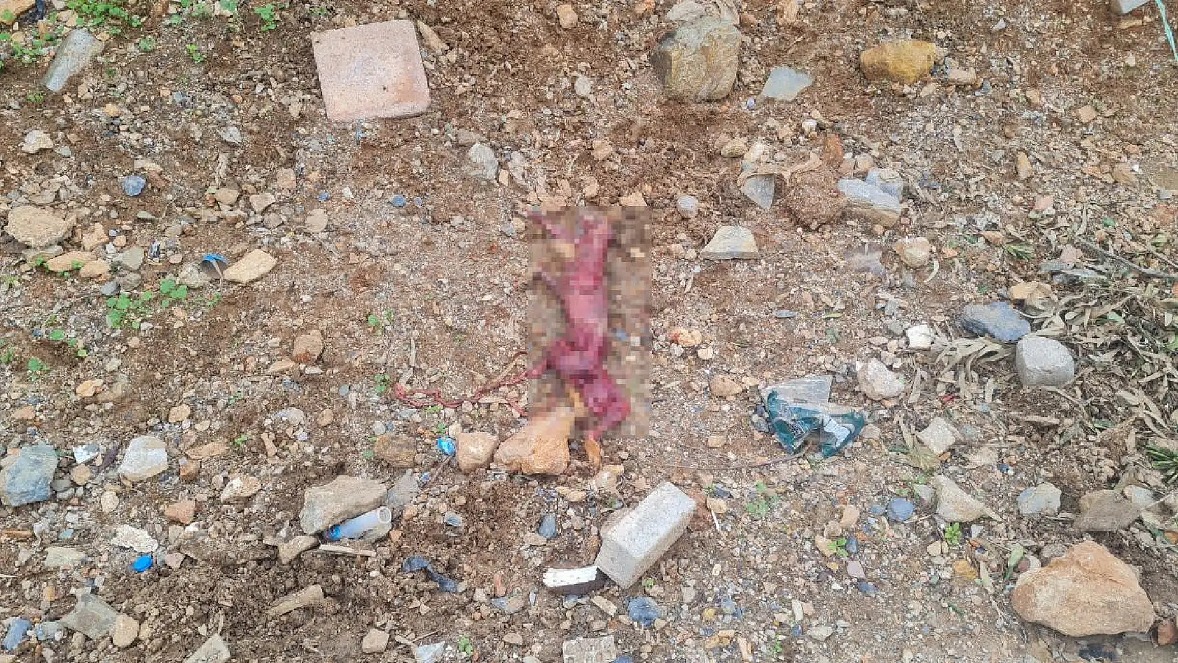 Tilkinin derisini yüzüp çöpe atmışlar