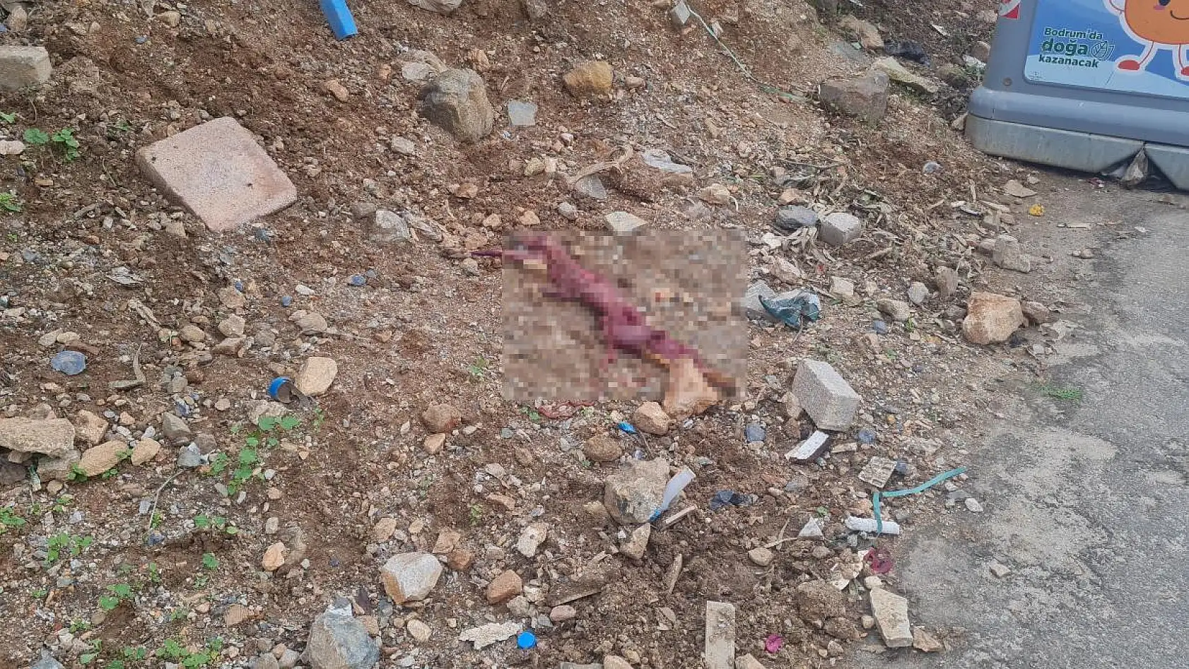 Tilkinin derisini yüzüp çöpe atmışlar