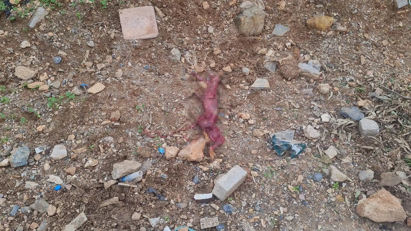 Tilkinin derisini yüzüp çöpe atmışlar