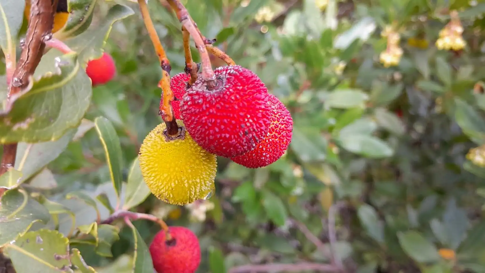 Dağ Çileği'nin tazesi de kurusu da şifa deposu