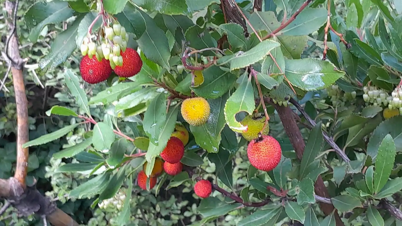 Dağ Çileği'nin tazesi de kurusu da şifa deposu