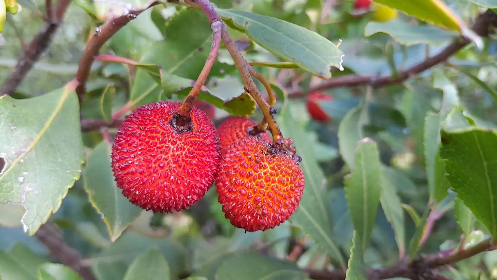 Dağ Çileği'nin tazesi de kurusu da şifa deposu