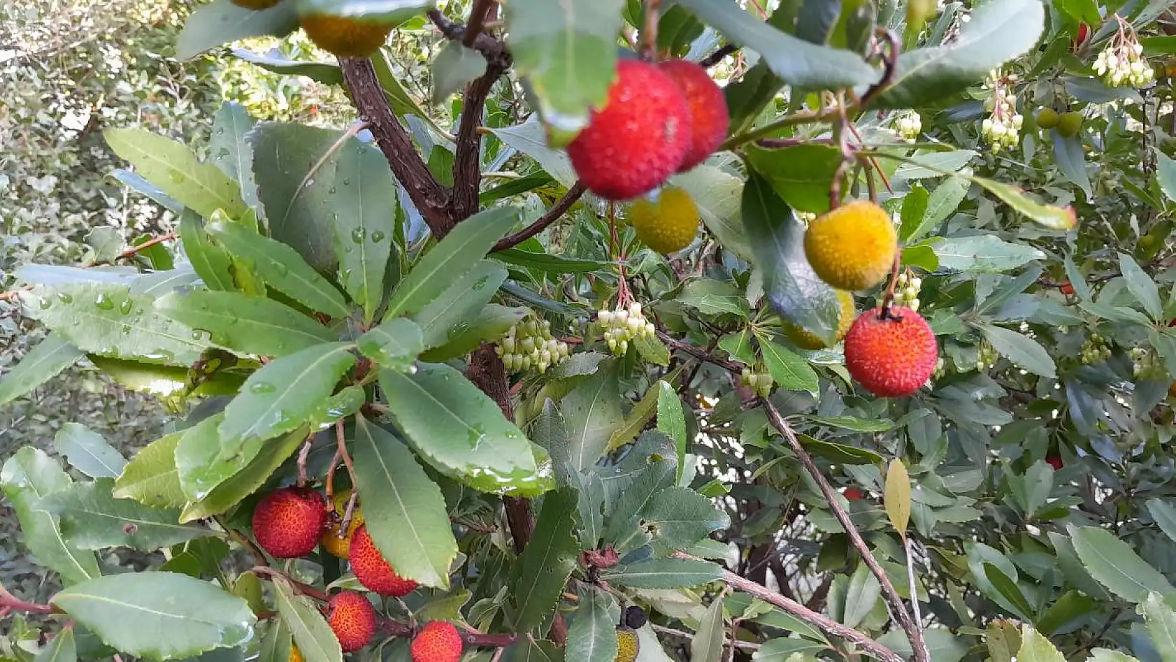 Dağ Çileği'nin tazesi de kurusu da şifa deposu