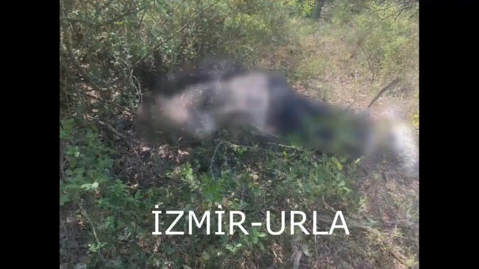 Interpol devreye girdi, öz kardeşini öldüren şüpheli, Sırbistan'a kaçamadan yakalandı