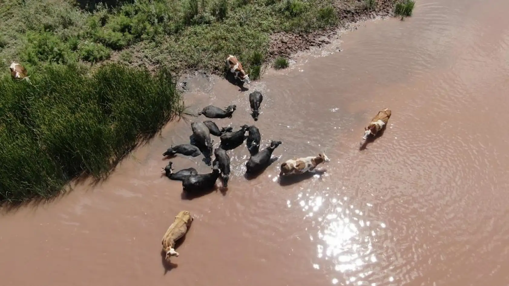 Ortaya Afrika belgesellerini aratmayan görüntüler görüntüler o ilimizden
