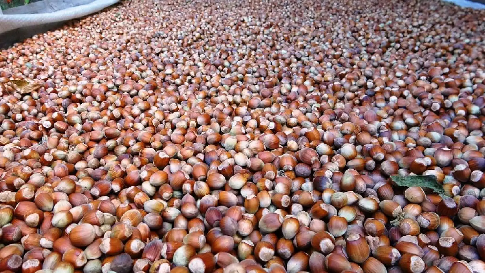 'Olmaz' denildi: Elde ettikleri geliri duyan inanamadı!