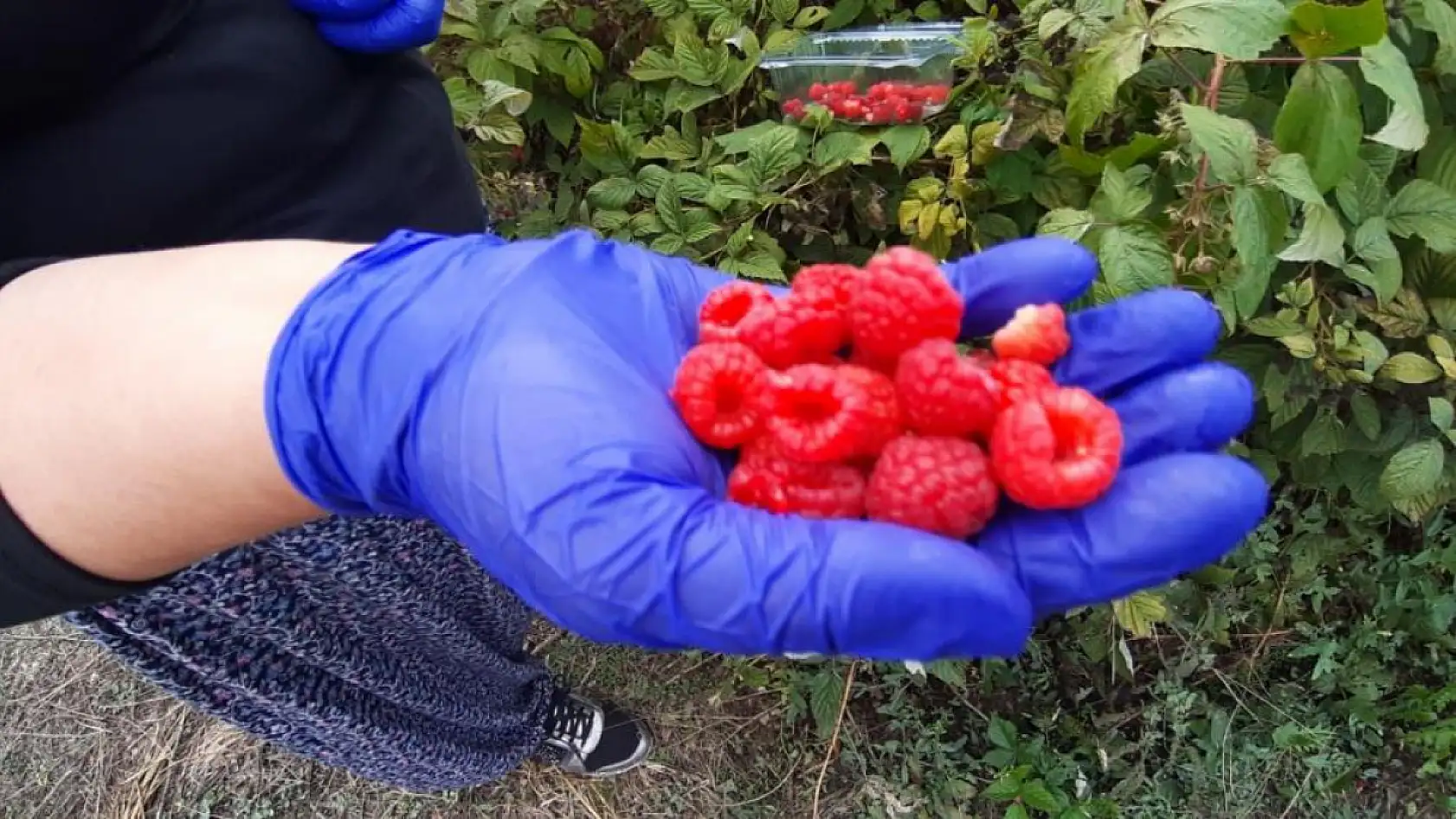 Kuaför kadın aldığı araziyi 7 yılda çiftliğe dönüştürdü, şimdi siparişlere yetişemiyor