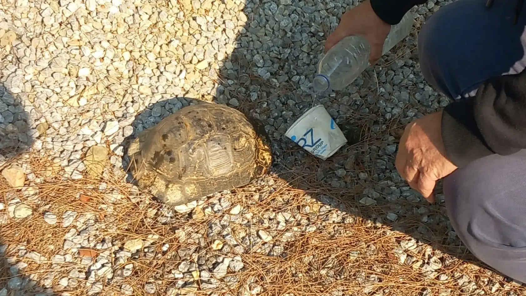 Alevlerden kaçan kaplumbağa güvenli alana bırakıldı