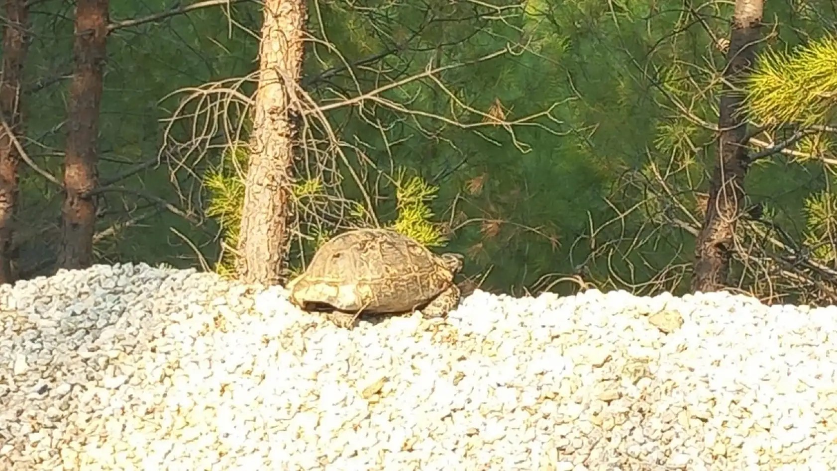 Alevlerden kaçan kaplumbağa güvenli alana bırakıldı