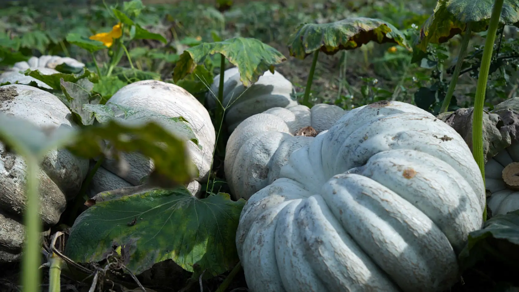 Coğrafi işaretli kabağın tarladan sofraya yolculuğu başladı